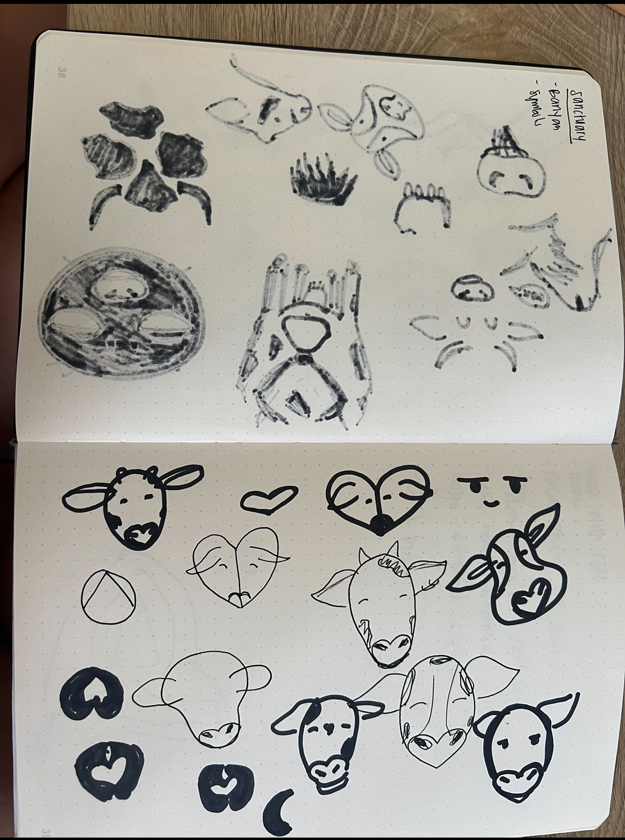 Sketches of cows